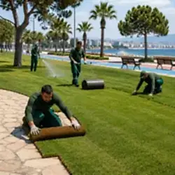 Bakı hazır çim rulo çim
